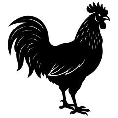 rooster isolated on white