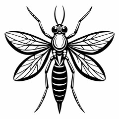 black and white beetle