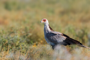 Close up view of Secretary bird at Ngorongoro conservation area, Tanzania.