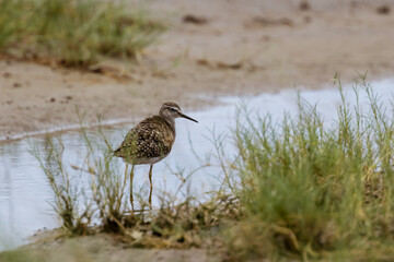 Close up view of Wood Sandpiper bird in the Marshlands of Serengeti national park