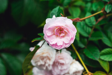 Luxurious background of many small pink bush roses. Lush thickets of roses in the garden.