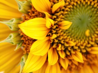 Fototapeta premium yellow flowers on a green background