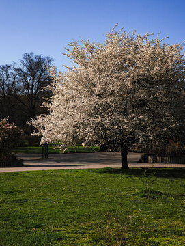 White blossoming flowers covering branches in vysocany, prague, during vibrant spring sunlight