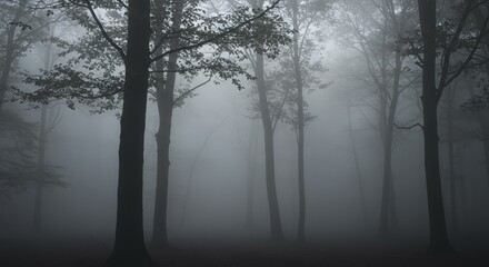 Fototapeta premium fog in the forest