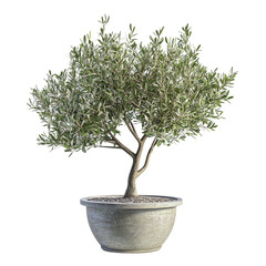 A 3D Small Potted Olive Tree with Tiny Silver Green Leaves Isolated on Transparent Background