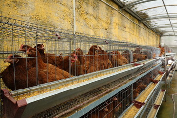 industrial chicken farm. caged animals for sale. brown hens. © tonifrito