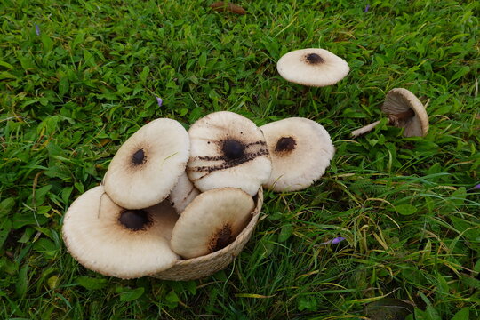 basket full of mushrooms collected in the field. lepiotas in basket collected. macrolepiotes