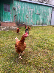 FreeRange Chickens Gracefully Roaming Around a Charming Rustic Green Shed in the Countryside