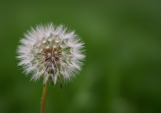 dandelion seed head - Powered by Adobe