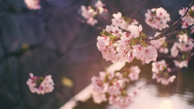 Cherry blossoms or sakura flowers in full bloom by the river swaying in wind in warm spring, Nature or outdoor, Nostalgic negative film looks, 4K slow motion