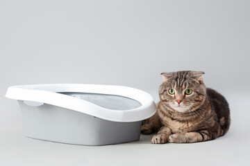 Cute cat with litter box lying on grey background