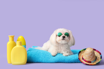 Adorable Bolognese dog in sunglasses lying on towel with hat and sunscreen on lilac background