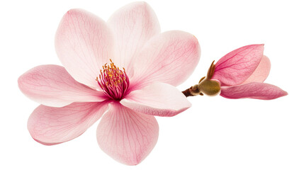 Pink magnolia flower with bud on a black background, cut out transparent