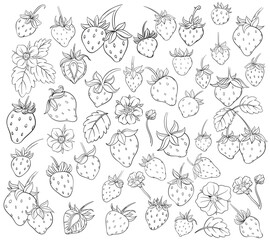 Strawberries outline Set. Hand drawn , transparent background. Vector.