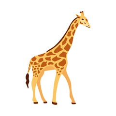 Obraz premium Giraffe on white background. Illustration of African animal, giraffe.