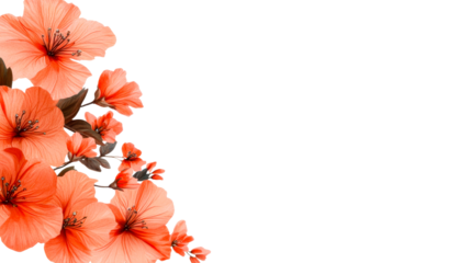 Hibiscus floral design with vibrant orange flowers, cut out transparent