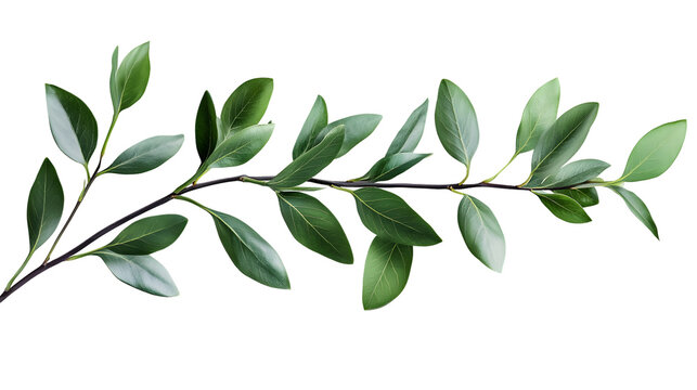 Vibrant Italian Ruscus Twig Isolated on White Background for Professional Use