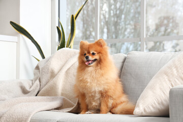 Cute Pomeranian dog on sofa at home