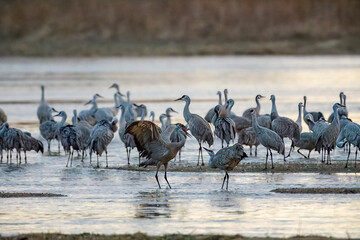 Sandhill crane mating pair on Platte River in mating ritual
