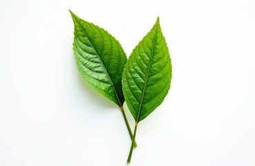 Green Bael leaves known as Bilva Patra, used for Hindu religious rituals. Used to worship Shiva, this holy plant also has medicinal properties, ayurveda application.