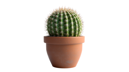 Golden barrel cactus in the terracotta pot, cut out transparent