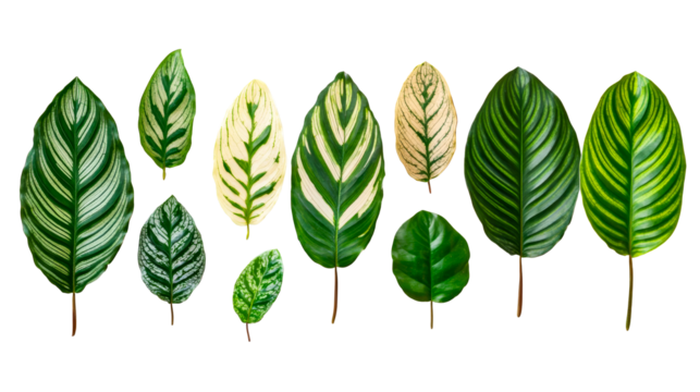 Assorted foliage arrangement on black background, cut out transparent