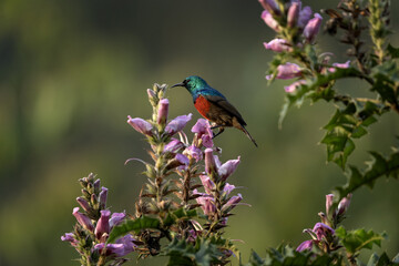 Northern double collared sunbird near the bloom. Sunbird is feeding on the bloom. Birds in Bwindi national park.