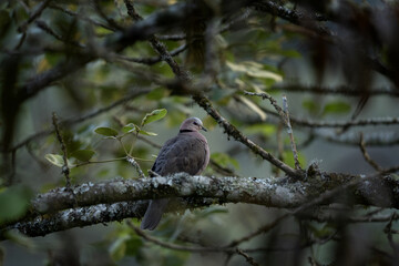 Red eyed dove is hiding in the treetop. Calm streptopelia semitorquata in the garden. Birds in Uganda.