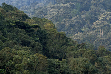 Fototapeta premium View on the treetops in Bwindi national park. Rainforest in Africa. 