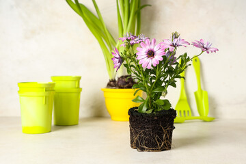 Planting flowers with gardening tools on table against white background