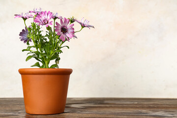 Blooming flowers in pot on table against white background