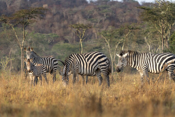 Herd of plains zebras are hiding in the bushes. Zebra in the dry forest. Safari in Lake Mburo national park. 