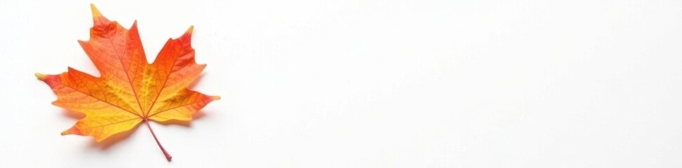 Obraz premium Single large maple leaf against a plain white backdrop, single, texture, background