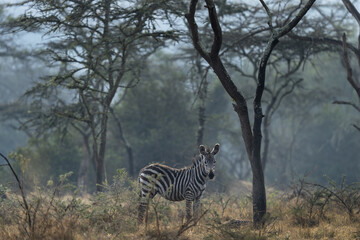 Obraz premium Herd of plains zebras are hiding in the bushes. Zebra in the dry forest. Safari in Lake Mburo national park. 