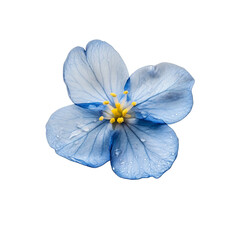 A Small Delicate Forget Me Not Flower with Bright Blue Blooms Isolated on Transparent Background