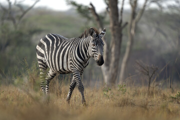 Herd of plains zebras are hiding in the bushes. Zebra in the dry forest. Safari in Lake Mburo national park. 