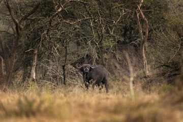 African buffalo in the forest. Male off cape buffalo during safari in Murchison Falls.  One of the most dangerous animal in Africa. Calm buffalo.