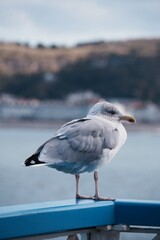 seagull on the pier