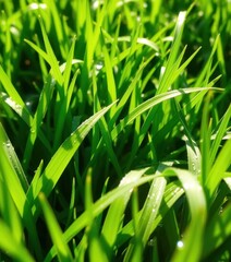 Obraz premium Vibrant emerald green grass, dew-kissed blades, sunlight reflecting, garden, green