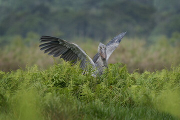 Shoebill is looking for food on the river bank. Shoebill stork in the green grass. Uganda's birds. Birds in Uganda. Grey stork with huge beak. 