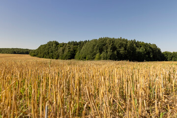 a field where wheat has been harvested and stubble remains