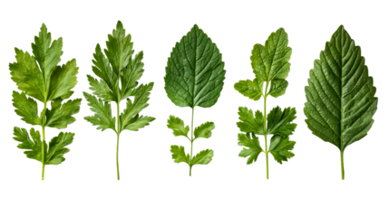 Leaf collection showcasing detailed green patterns, cut out transparent
