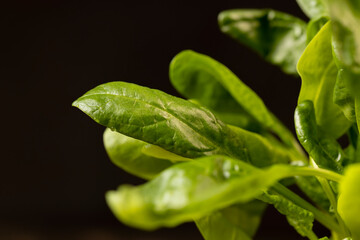 a piece of green spices fresh and fragrant for cooking close up