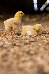 small newly hatched chickens in a poultry farm without cages on a litter of sawdust