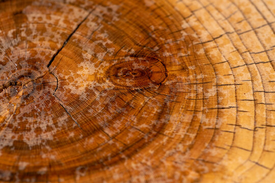 polished walnut tree sawn with annual rings, covered with drops of water