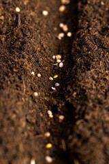 planting radish seeds in soil, a land mixed with peat in which radish seeds are planted