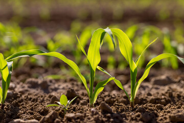 monocultural field with fresh corn sprouts in fertile soil with fertilizers, a field with ordinary...