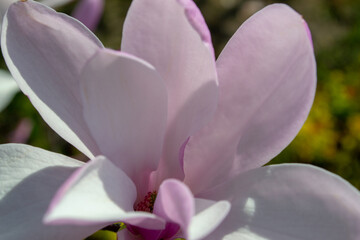 Fototapeta premium Close-Up of Beautiful Magnolia Blossom in Springtime. Selective focus