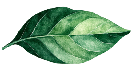 Leaf illustration watercolor drawing, natural green plant , cut out transparent