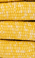 corn with yellow seeds of different sizes close up, corn for cooking and cooking with juicy yellow grains